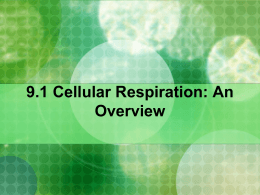 9.1 Cellular Respiration: An Overview