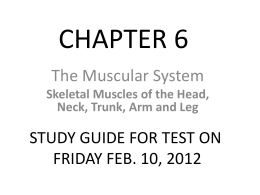 CHAPTER 6 Muscle actions - Mr-Js-Science