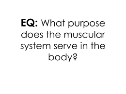 EQ: What purpose does the muscular system serve in the body?