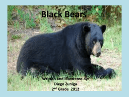 Black bears 12 - WordPress.com