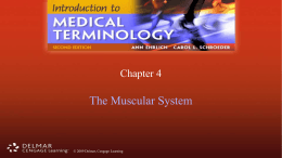 Muscular System PowerPoint ch 4
