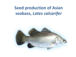 Seed production of Asian seabass.ppt