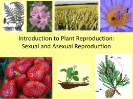 Introduction to Plant Reproduction: Sexual vs. Asexual Reproduction