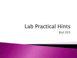 203 Lab Practical 2 Hints fa 13