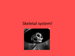 Skeletal system!
