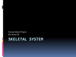 Skeletal System - wileystudentwiki