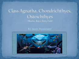 Class Agnatha, Chondrichthyes, Osteichthyes (Sharks, Rays, Bony