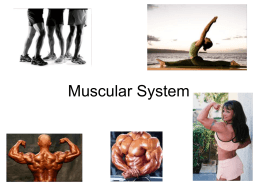 Muscular System - Northside Middle School