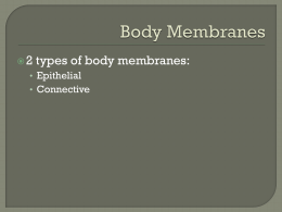 Body Membranes
