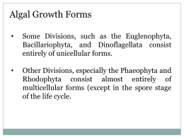 (1) A Unicellular Form