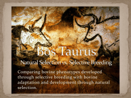 Bos Taurus - Cattlemen`s Texas Longhorn Conservancy