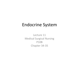 Endocrine System - Porterville College