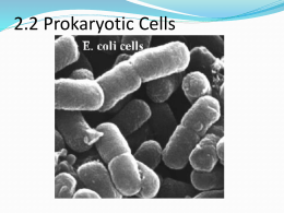 2.2 Prokaryotic Cells - IBDPBiology-Dnl