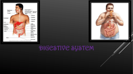 Digestive System - Science Done Wright