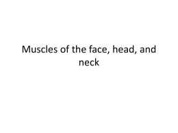 Muscles of the face, head, and neck