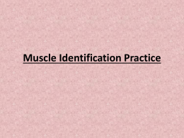 Muscle Identification Practice