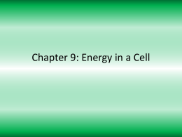 Chapter 9: Energy in a Cell