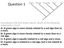 A= A green alga is more closely related to a red