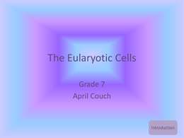 The Eukaryotic Cell Computer Presentation Images