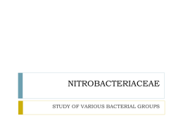 Nitrobacteriaceae