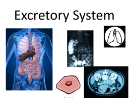 The Human Excretory System Notes