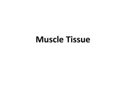Muscle Tissue [PPT]