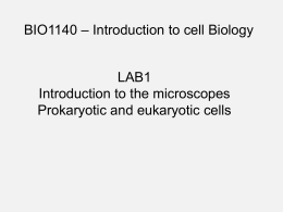 Microscopy: Prokaryotic and Eukaryotic Cells