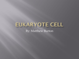 Eukaryote Cell