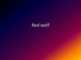 Red wolf - Mrs. Minkoff