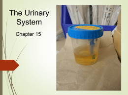 The Urinary System - Brookville Local Schools