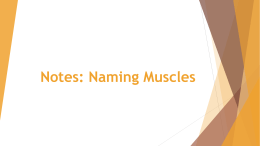 Muscle Naming Notes
