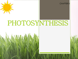 photosynthesis - Lincoln Biology