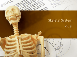 Skeletal System power point