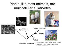 Plants, like most animals, are multicellular eukaryotes