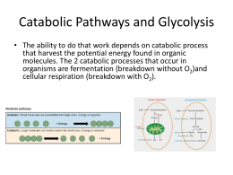 Chemical Pathways and Glycolysis