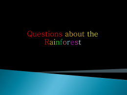 Questions about the Rainforest