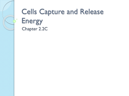 Cells Capture and Release Energy