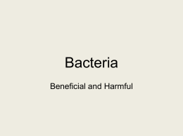Bacteria Helpful and harmful