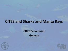 CITES and Sharks and Manta Rays