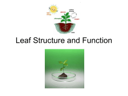 Leaf Structure and Function - CIA-Biology-2011-2012