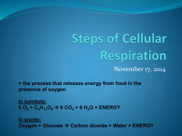Steps of Cellular Respiration