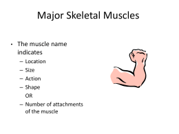 Muscles Action, origin, insertion