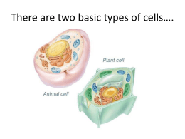 Plant Cells Cell wall