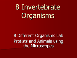 8 Invertebrates Lab Organisms