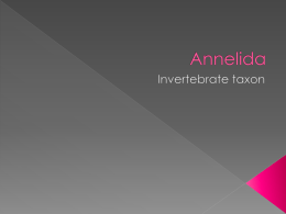 Annelida - School Without Walls Biology