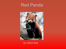 Red Panda (cubs) Red Panda