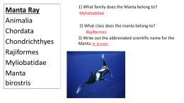 Manta Ray - morganfell