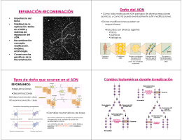 Recombinación - Biología Celular