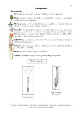 Familia: Plumbaginaceae