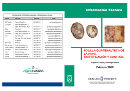 polilla guatemalteca de la papa. identificacion y control.